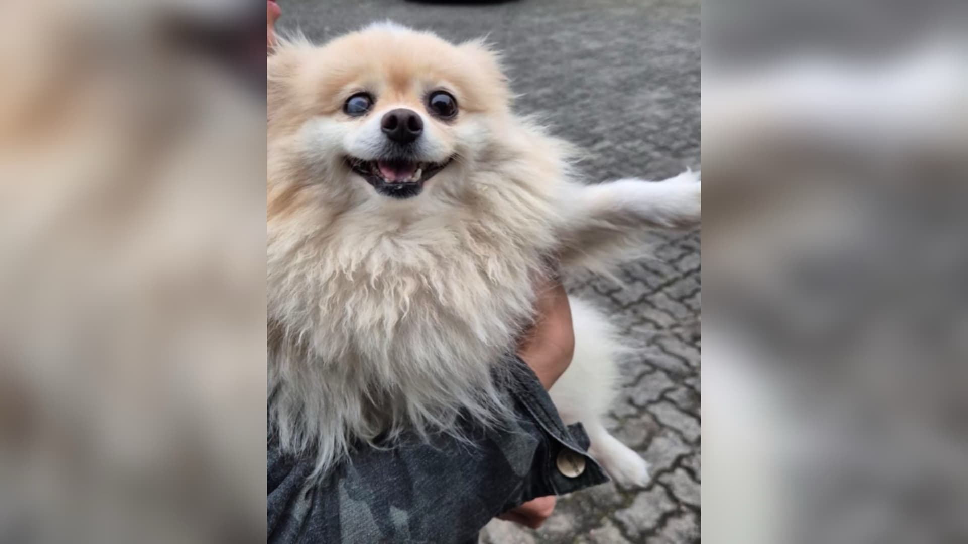 Não estão perdoando nem cachorro: Lulu da Pomerânia é furtado e recuperado em Joinville