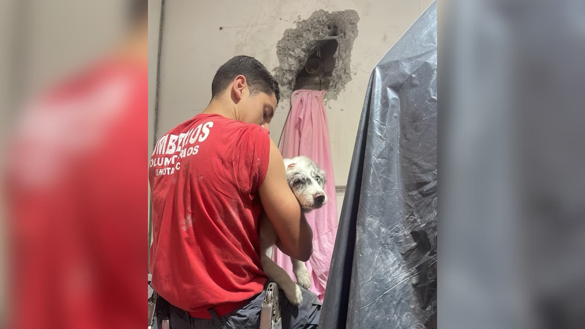 Final feliz: cachorro é salvo após mais de quatro horas de resgate em Ilhota