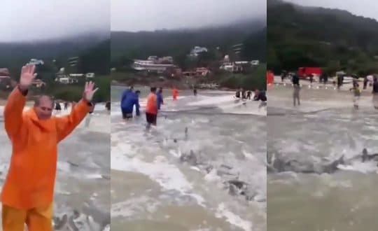 Pescadores comemoram quantidade de tainha em vídeo