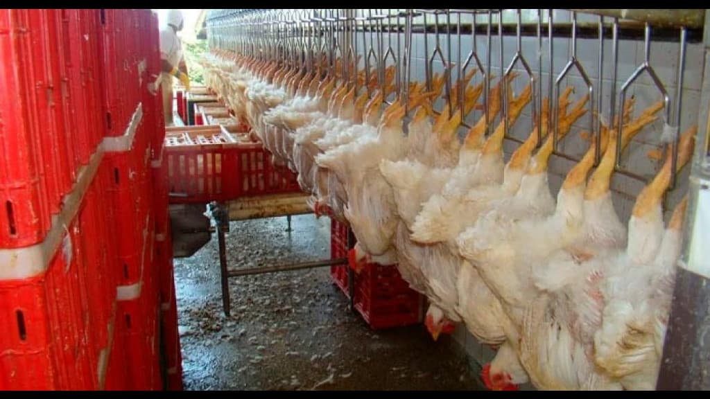 Japão reabre mercado para carne de frango de SC