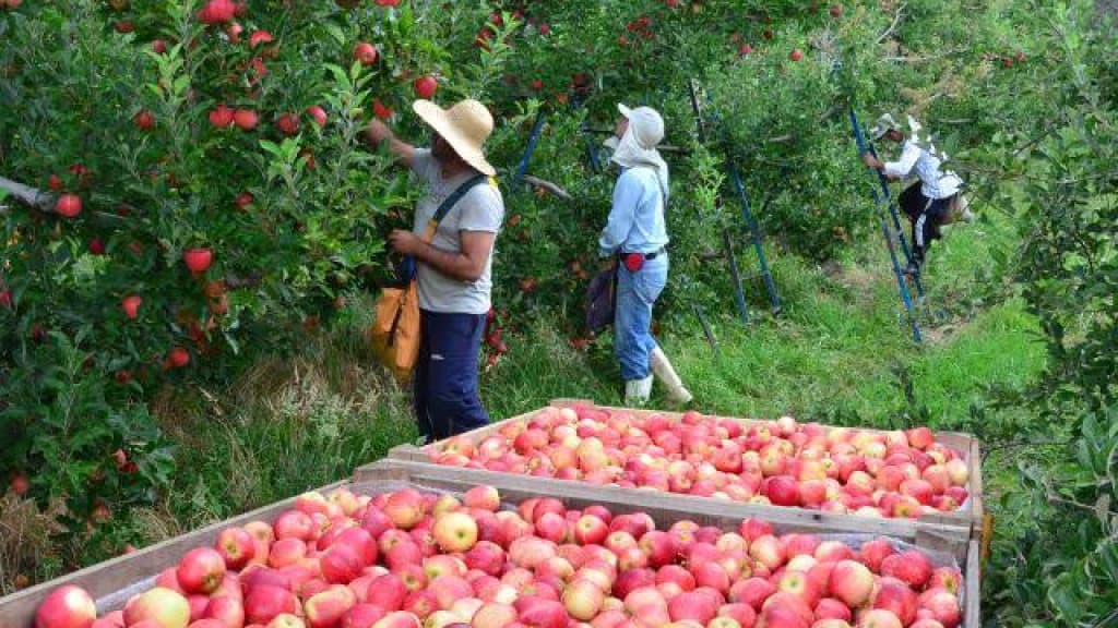 Santa Catarina deve colher 550 mil toneladas de maçã em 2023