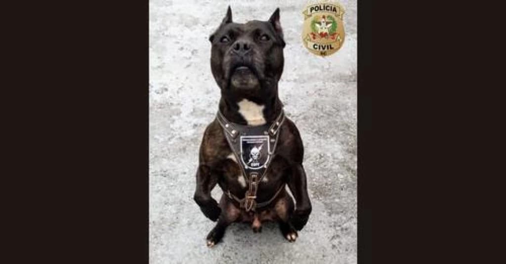 Morre Cyborg, cão da Polícia Civil de Santa Catarina