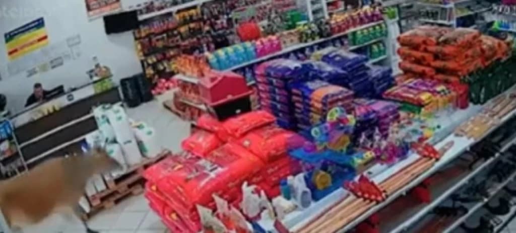 VÍDEO: Vaca causa tumulto e invade loja em SC
