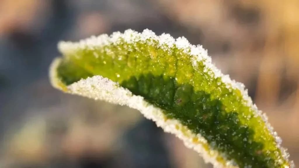 Quarta-feira será ensolarada, mas setembro deve começar com baixas temperaturas