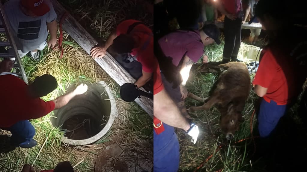 Bombeiros resgatam bezerro de poço de 6 metros em Florianópolis