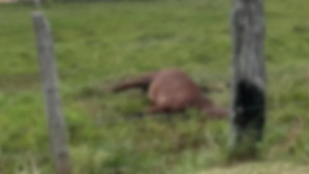 Cavalo com sinais de maus-tratos é encontrado morto, em Tijucas