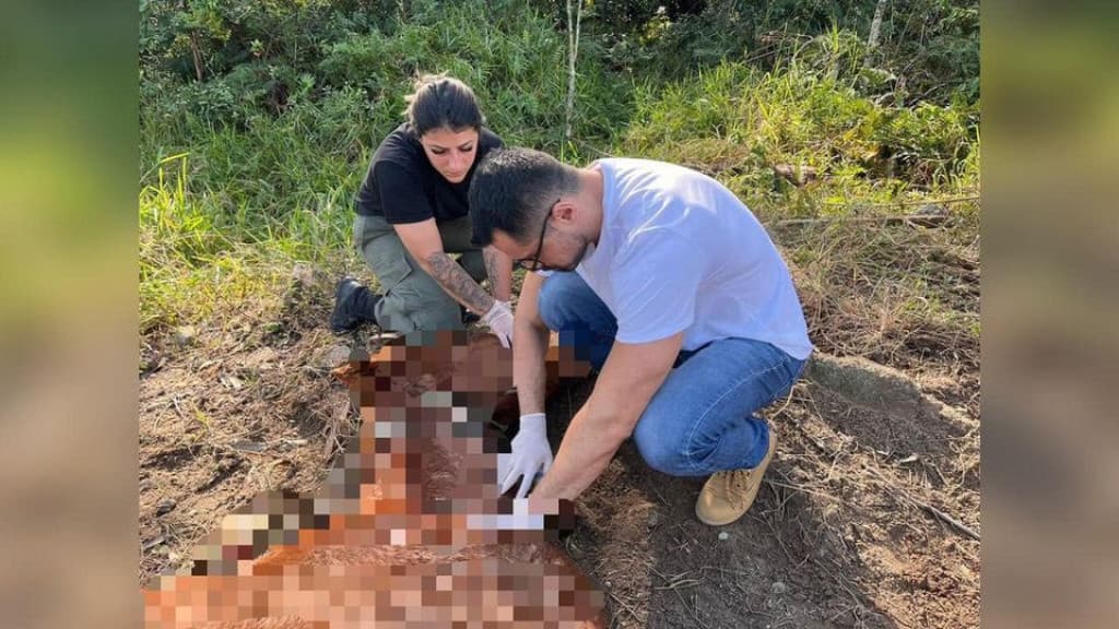 Denúncia de maus-tratos leva à eutanásia de cavalo em Itapema