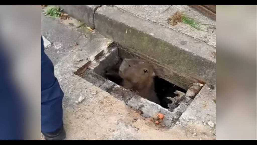 Capivara é resgatada por bombeiros após ficar presa dentro de bueiro