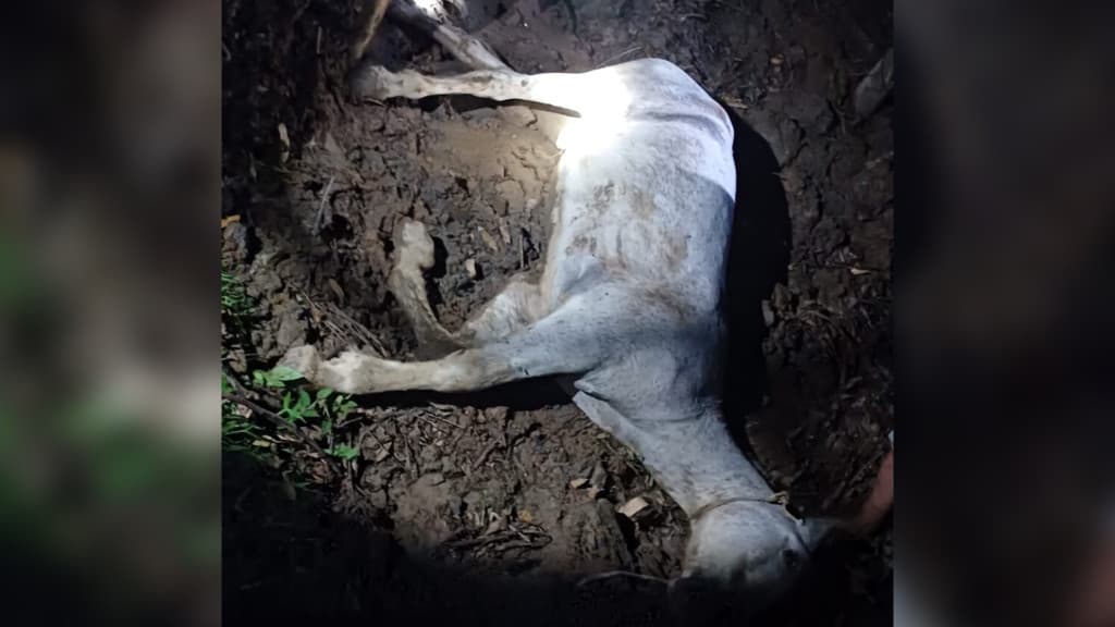 Cavalo é resgatado após cair em poço lamacento