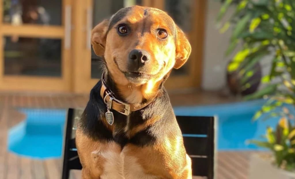 Conheça Vitória, cachorrinha resgatada que está encantando as redes sociais