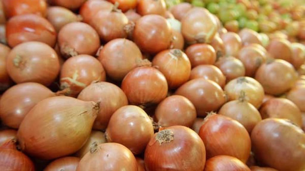 Santa Catarina comemora safra recorde de cebola