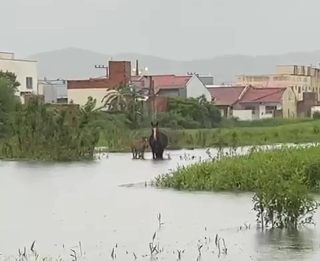 Moradores flagram cavalos ilhados no meio da chuva em Tijucas