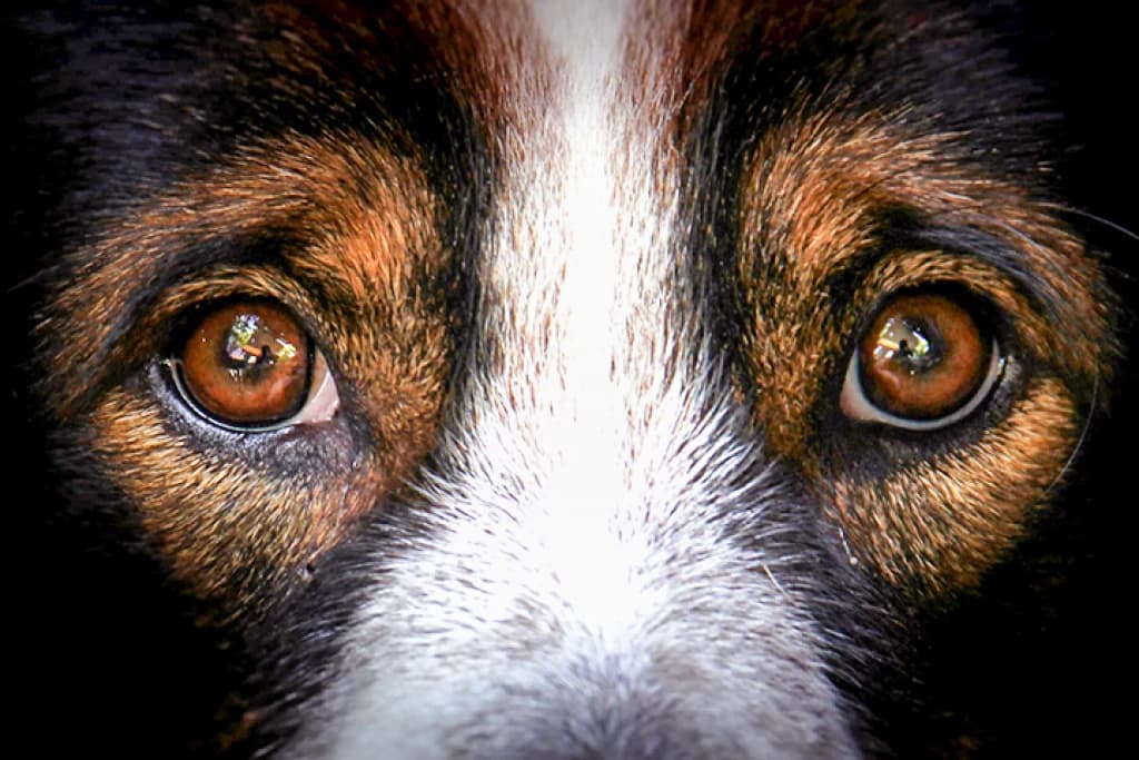 Homem mata o próprio cachorro a tiros e machadadas em SC