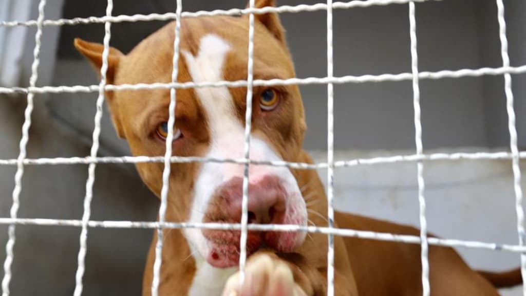 Regulamentação da lei do Pit Bull pode impedir venda e criação da raça em Santa Catarina