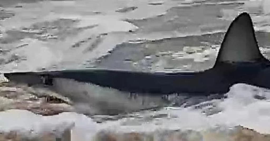 Vídeo: tubarão é flagrado em Balneário Barra do Sul em SC