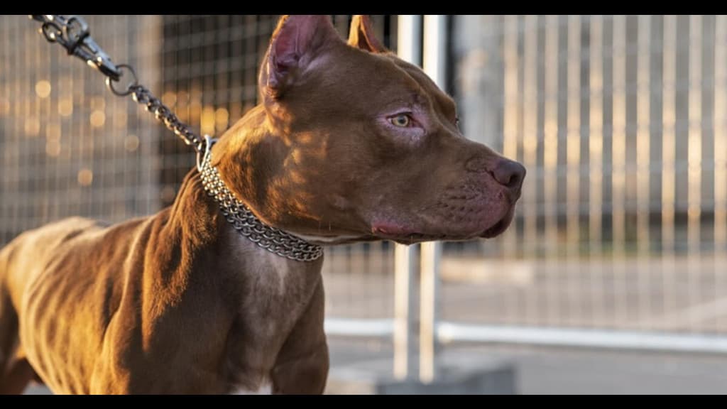 Homem é condenado por deixar Pit Bull escapar e matar outro cão