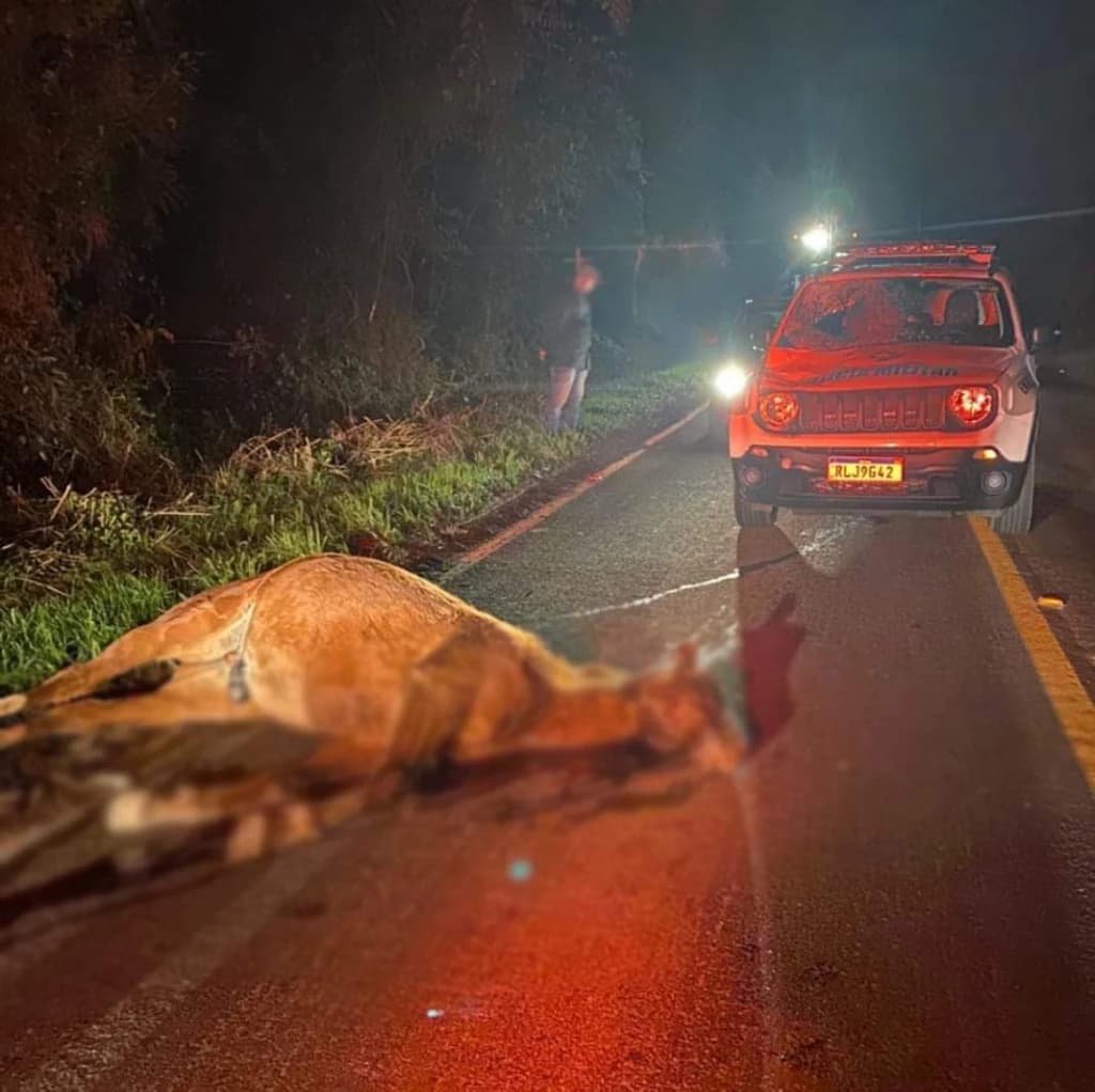 Colisão entre viatura da polícia deixa cavalo morto