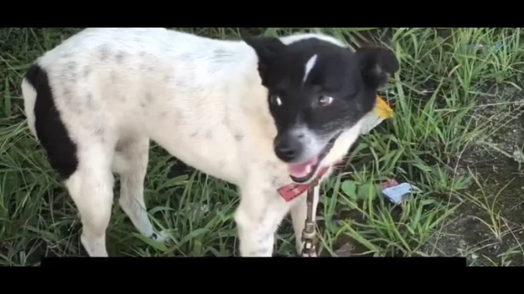 Cachorrinha é abandonada com carta emocionante em SC