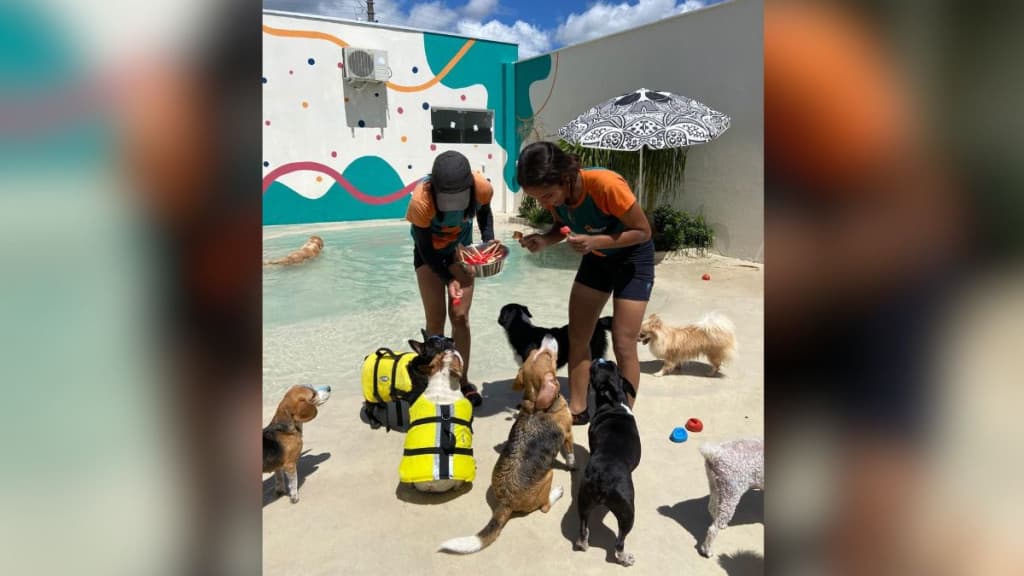 Cães se divertem em praia artificial criada por hotel em SC