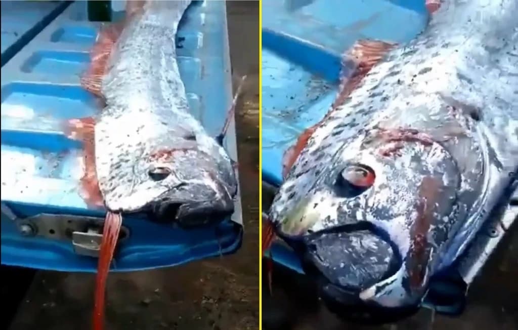 Associado a catástrofes, peixe-remo aparece no México e assusta moradores; veja vídeo