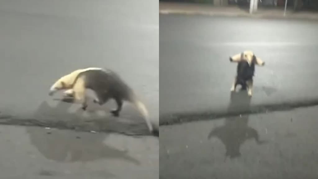 Tamanduá é flagrado atravessando rua e “pedindo abraço” a morador