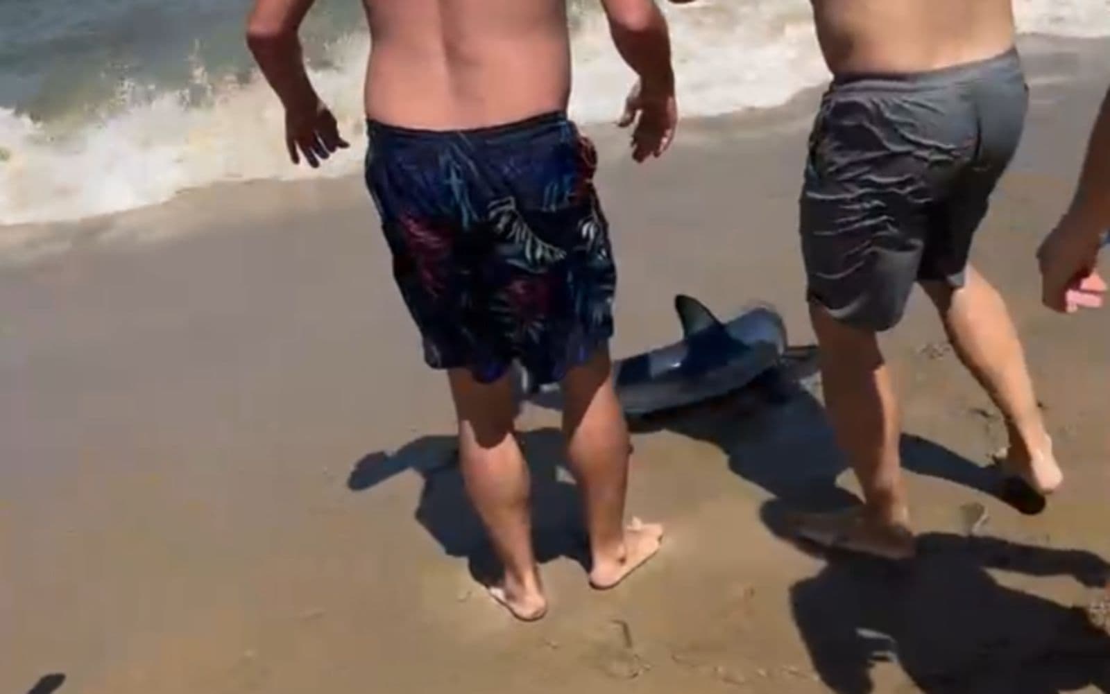 Filhote de tubarão encalhado é resgatado por banhistas em praia de Santa Catarina