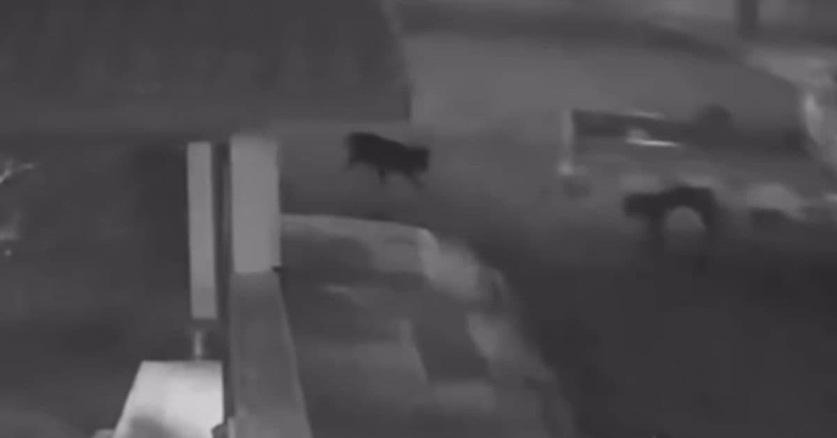 Motorista amarra cachorro em veículo e sai arrastando em rua de cidade catarinense