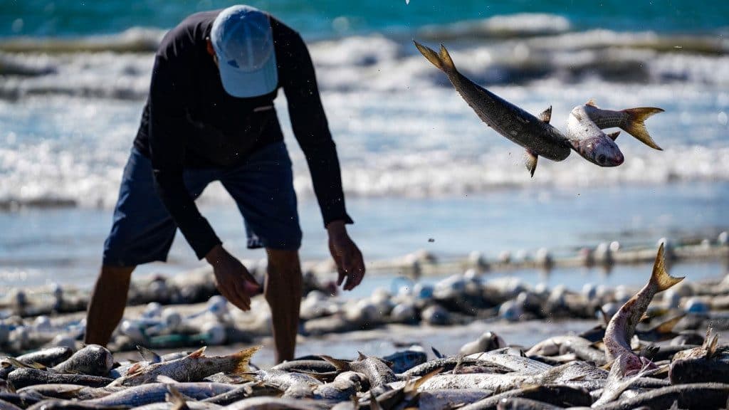 Estado de SC aciona STF para suspender cota da pesca artesanal da tainha imposta pelo governo Lula
