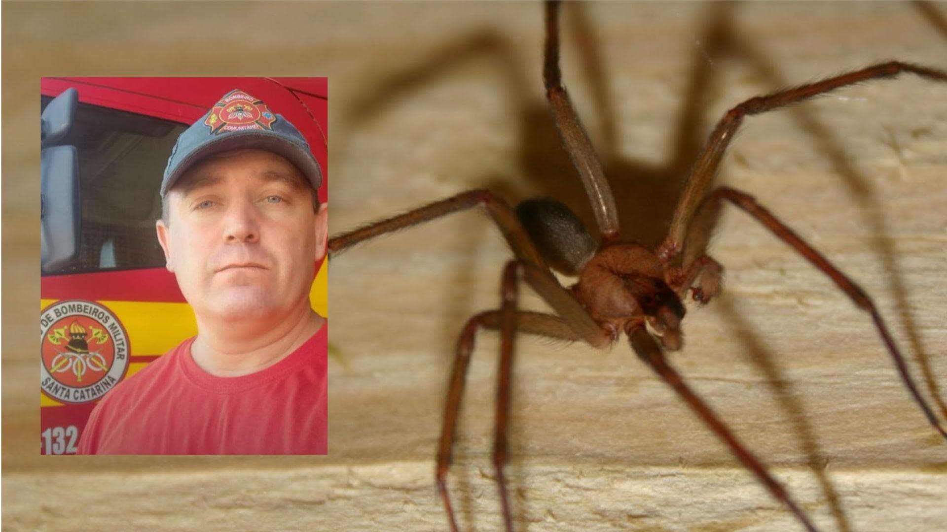 Bombeiro de Itapema luta pela vida após ser picado por aranha e acende alerta em SC