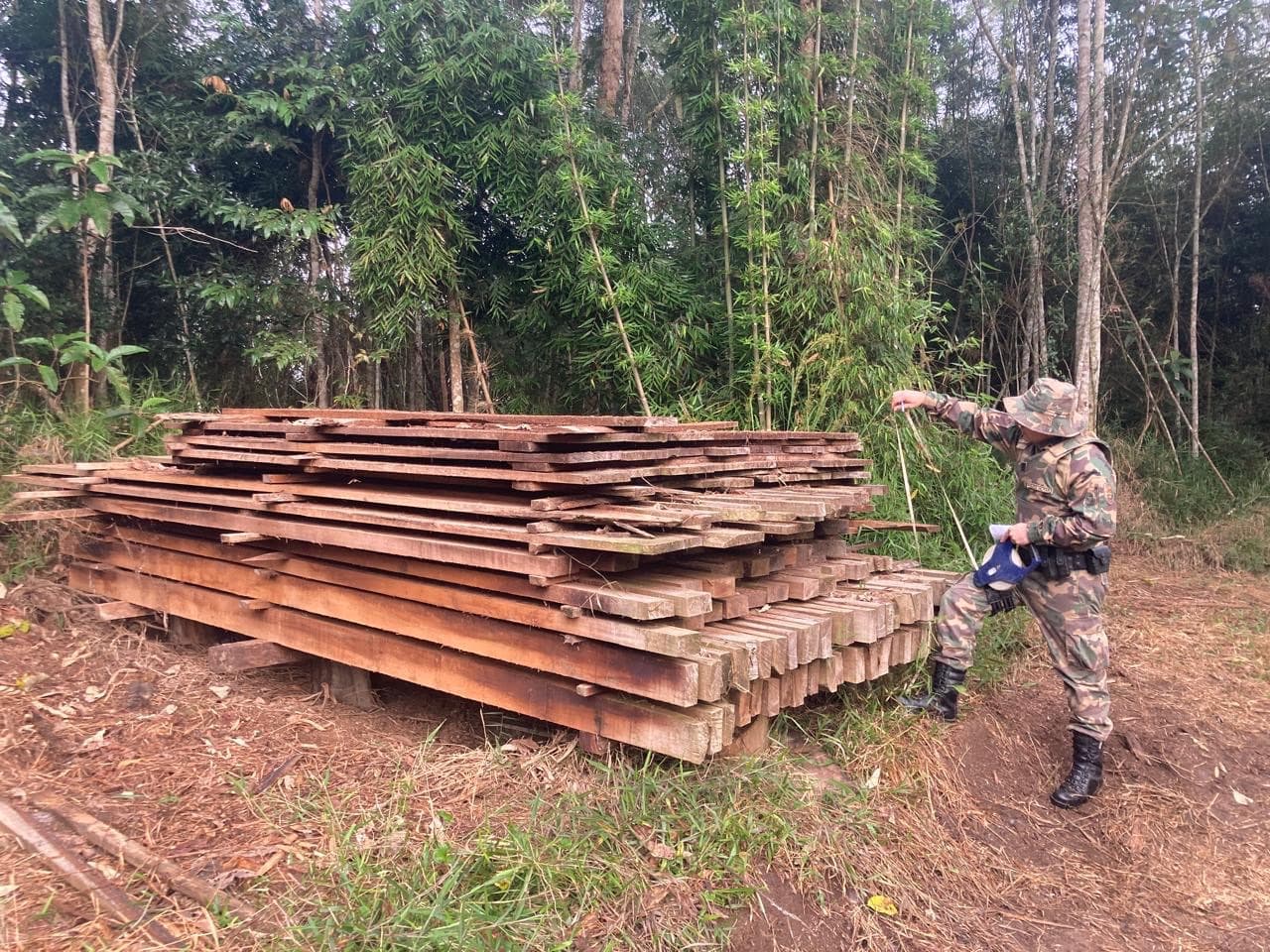 Organização criminosa é alvo de operação por desmatamento em área de Mata Atlântica no Alto Vale