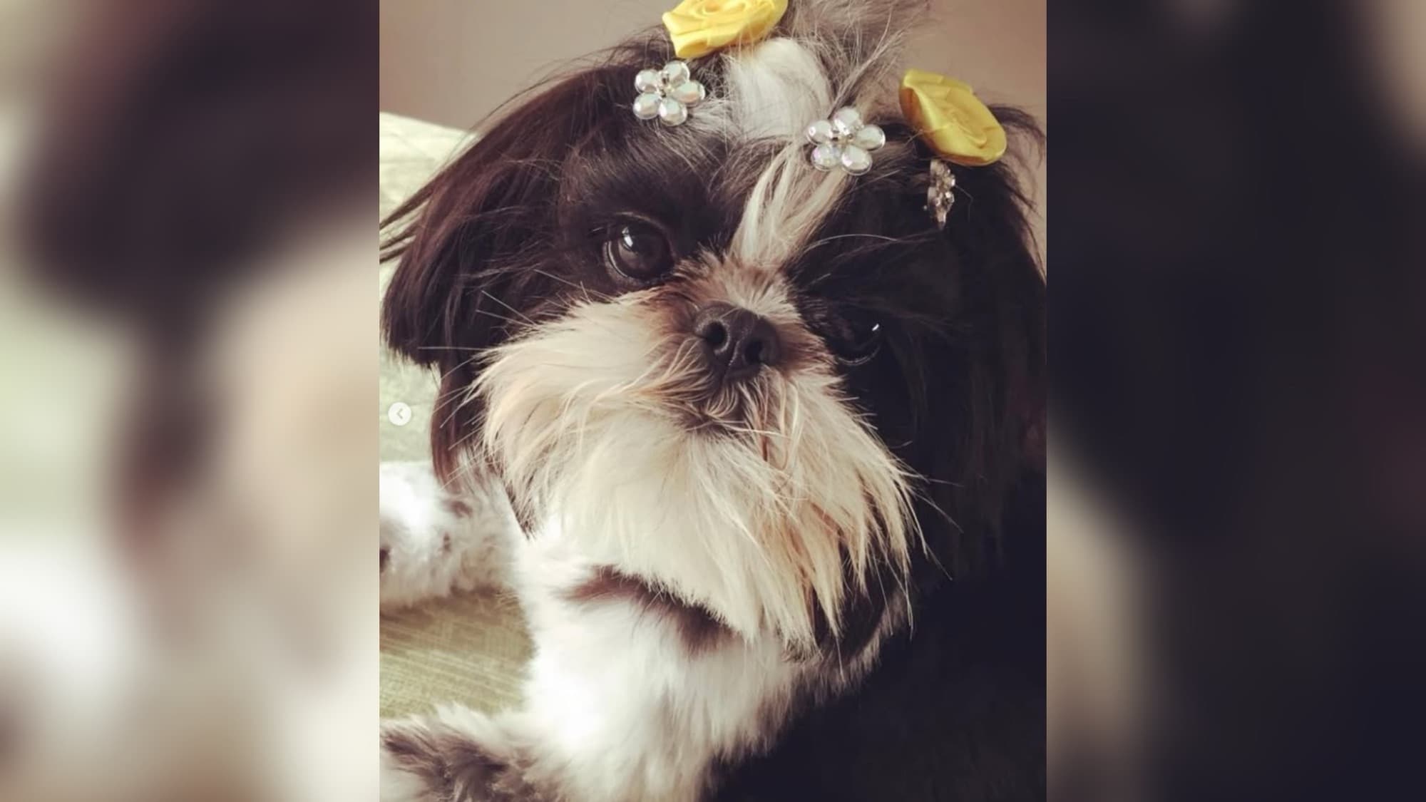 Investigação aponta que cadela morreu enforcada após ser deixada sozinha por 3 horas em pet shop de SC