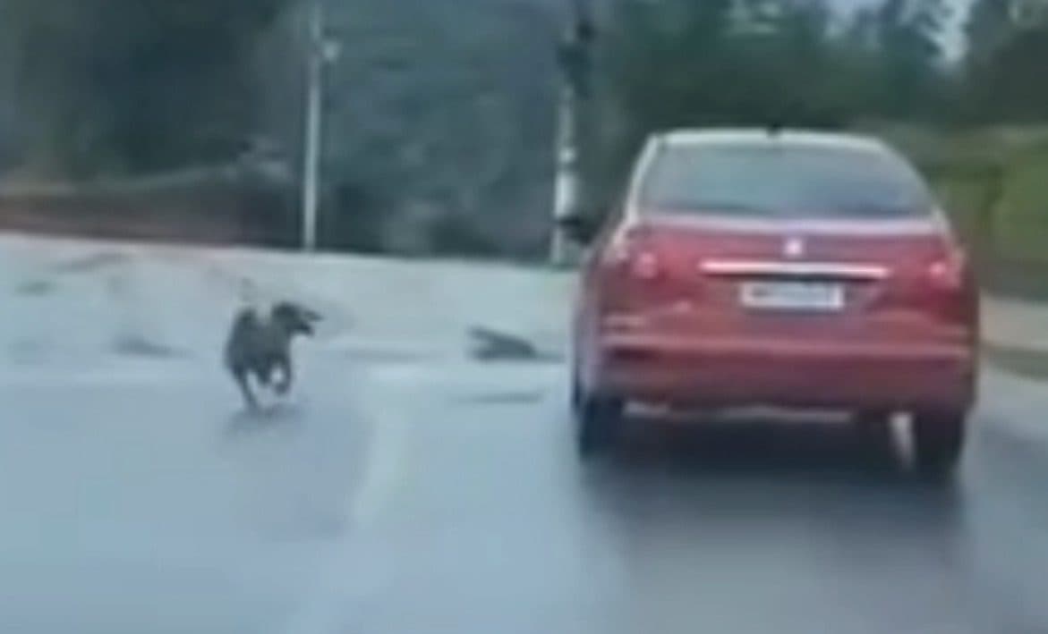Jovem de Camboriú comete suicídio após ser vítima de fake news sobre abandono de cachorro
