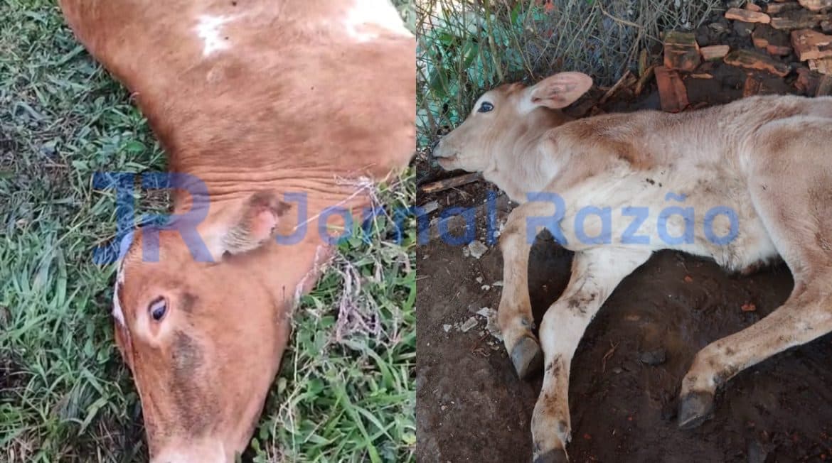 Dois casos confirmados de raiva bovina geram alerta em SC