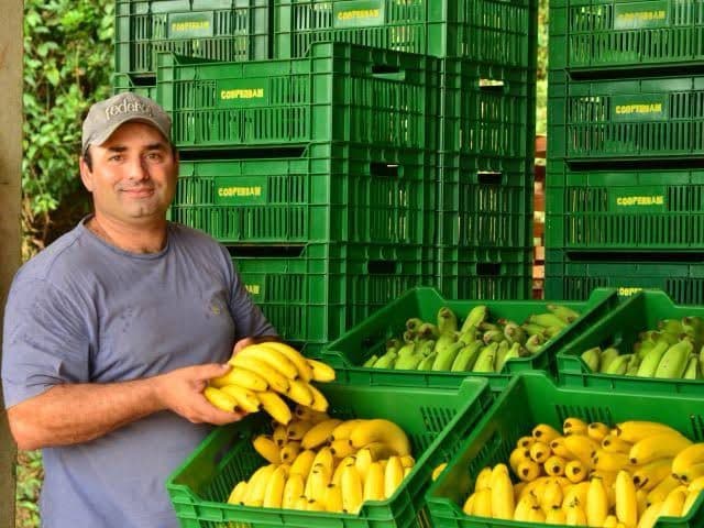 Santa Catarina lidera exportações e prevê safra recorde de banana em 2025