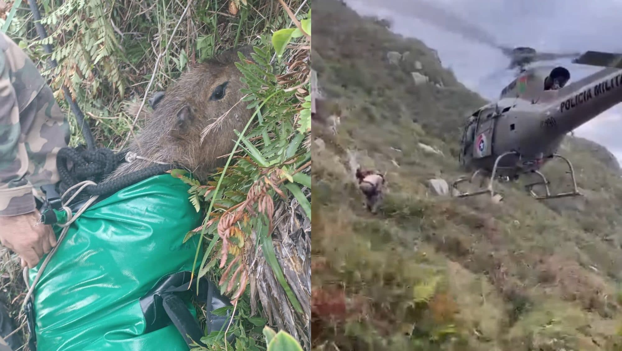 “Socorro, tô presa!”: Capivara cai de penhasco e é salva pela PMSC em Florianópolis
