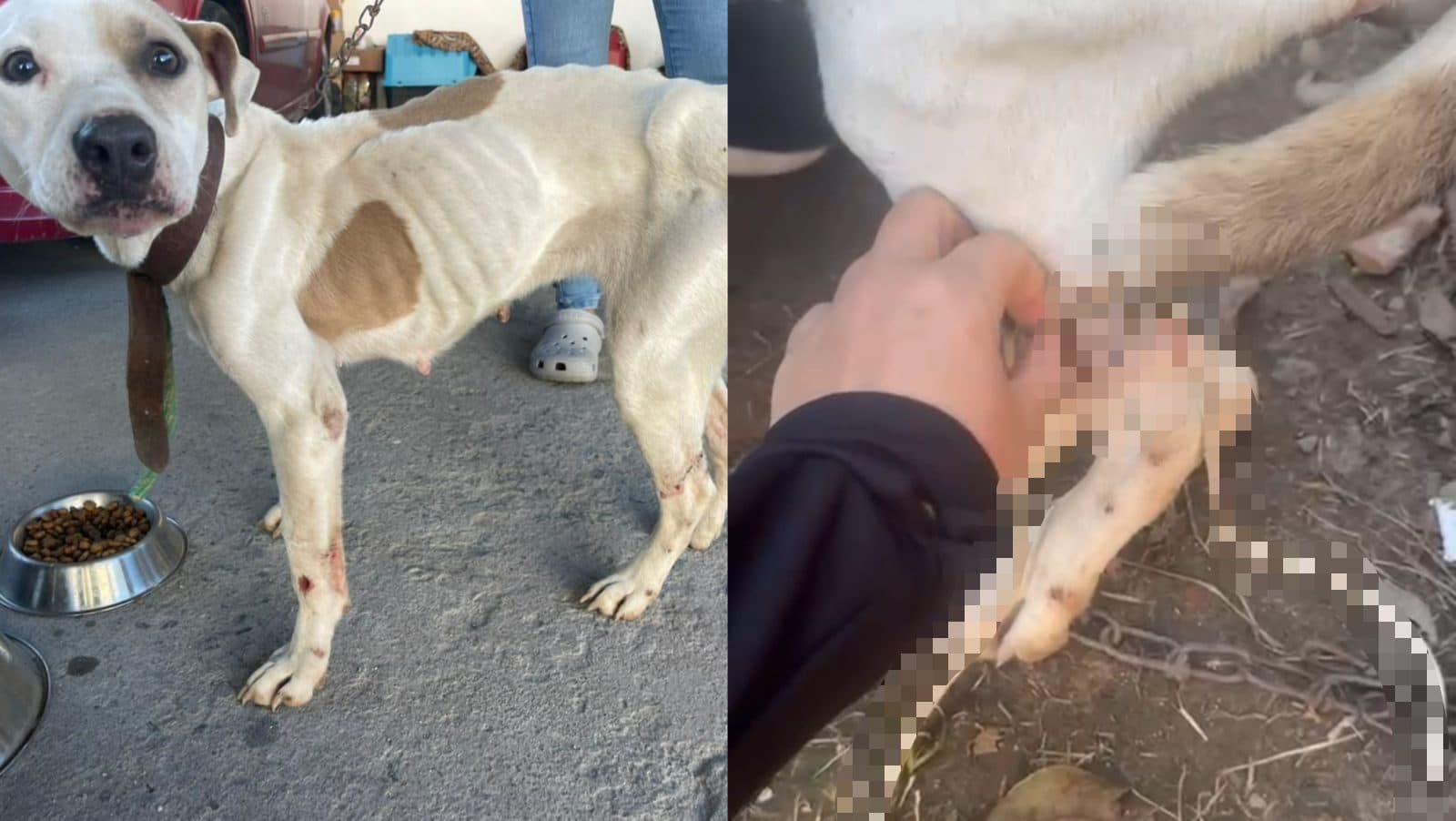 Pitbull é resgatada amarrada pelas quatro patas e sem comida em Itajaí