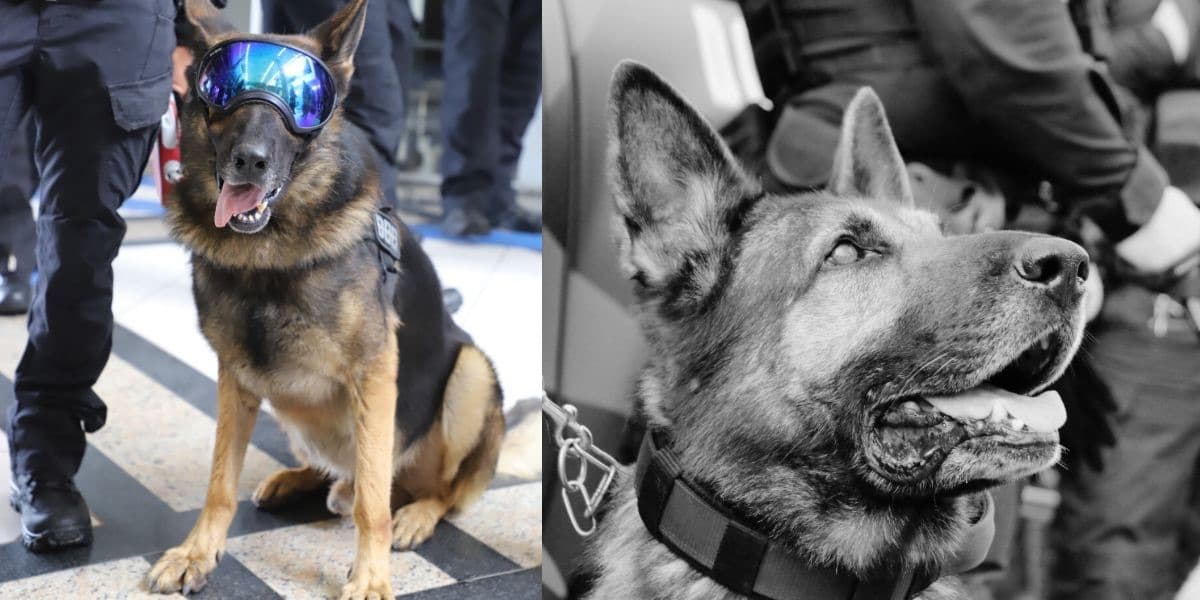 Com um legado de coragem e dedicação: morre o primeiro cão policial da Polícia Penal de SC