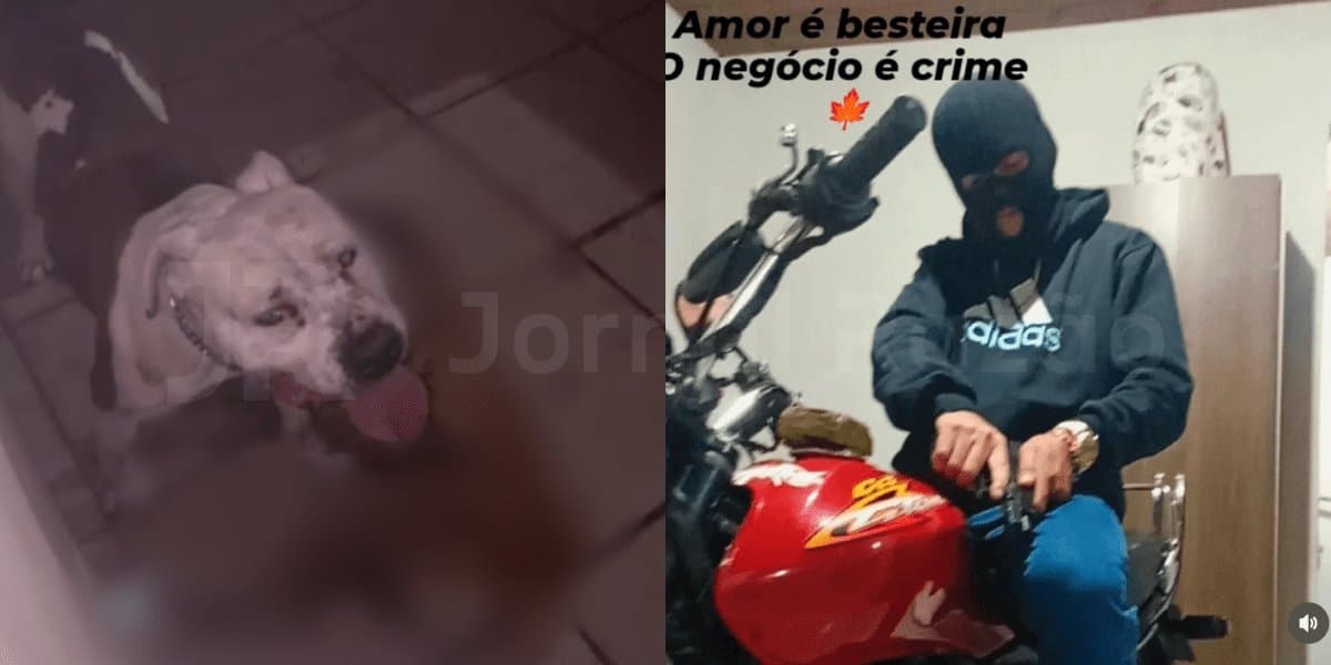 Pit bull é sacrificado após invadir casa e matar cachorro em SC; dono se revolta e desafia policiais: “vem atirar em mim”
