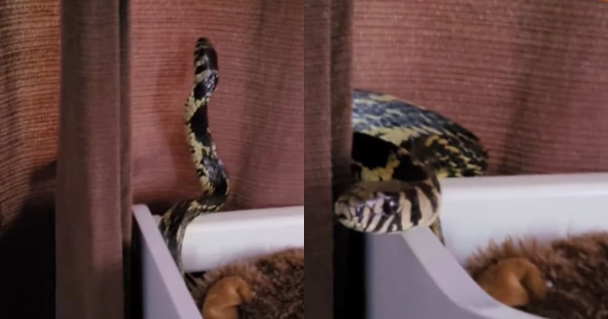 Cobra é encontrada dentro de berço de bebê em SC