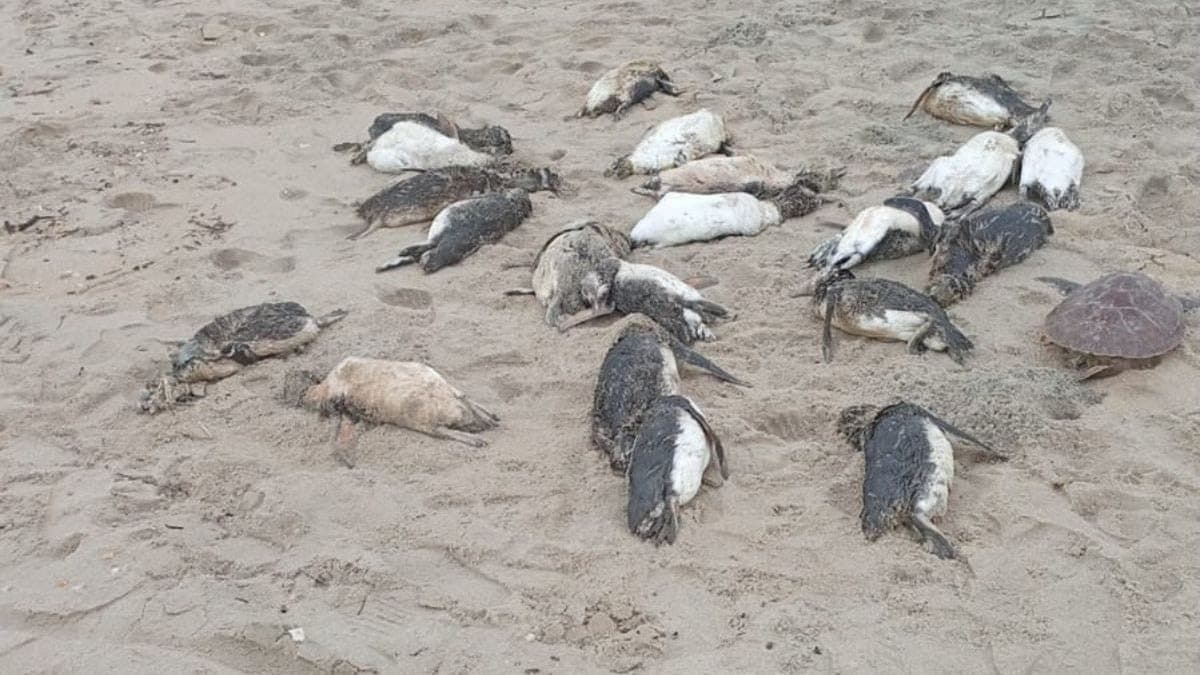Mais de 80 pinguins aparecem mortos em praia de São Francisco do Sul