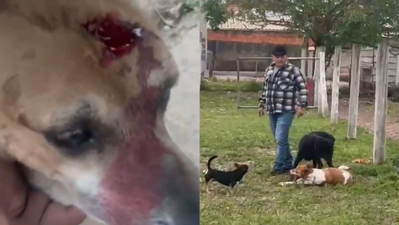 “Paulada na cabeça”: cachorro é espancado em Florianópolis após matar galinhas