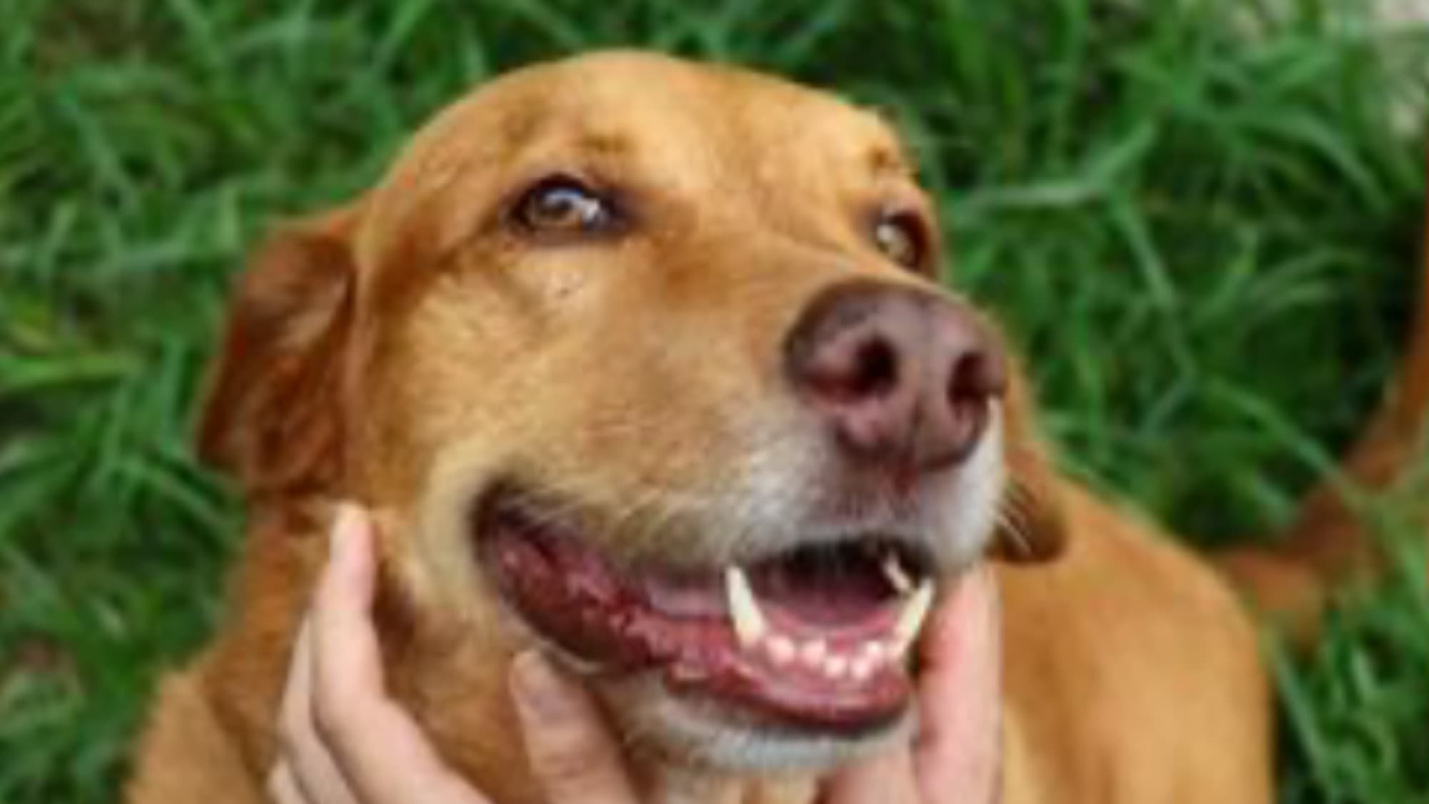 Cães e gatos terão castração, chip e vacinação gratuita em Balneário Camboriú