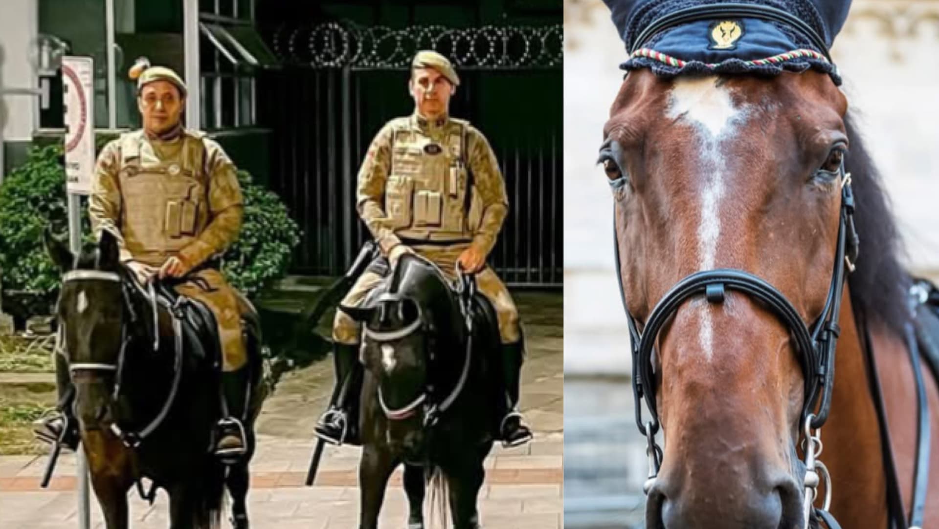 Quer adotar um cavalo? PM de SC abre inscrições para adoção de cavalos aposentados