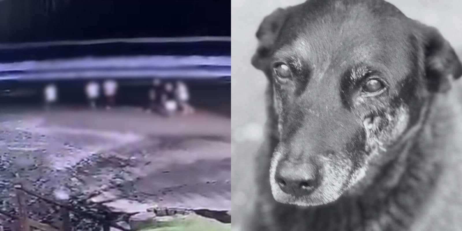 Cão pode ter morrido após ser espancado por adolescentes em Florianópolis; delegada investiga