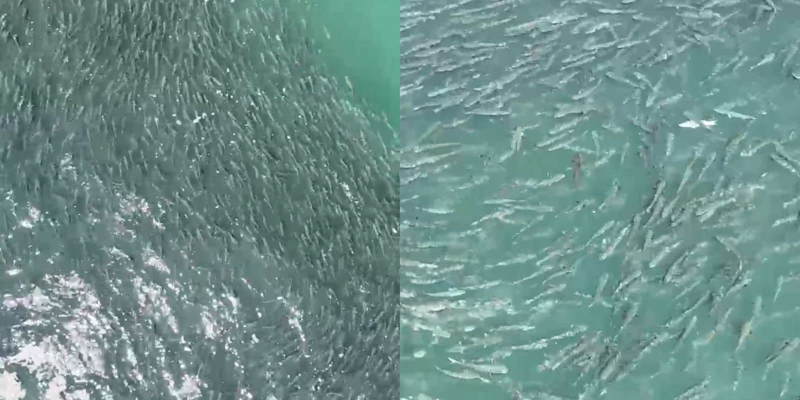 Espetáculo no mar: cardume gigantesco de tainhas é flagrado em praia de Santa Catarina