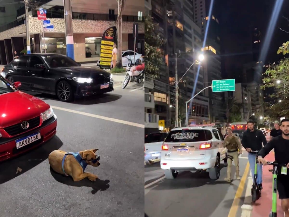 Caramelo de óculos escuros “rouba a cena” durante apreensão de carros rebaixados em Balneário Camboriú