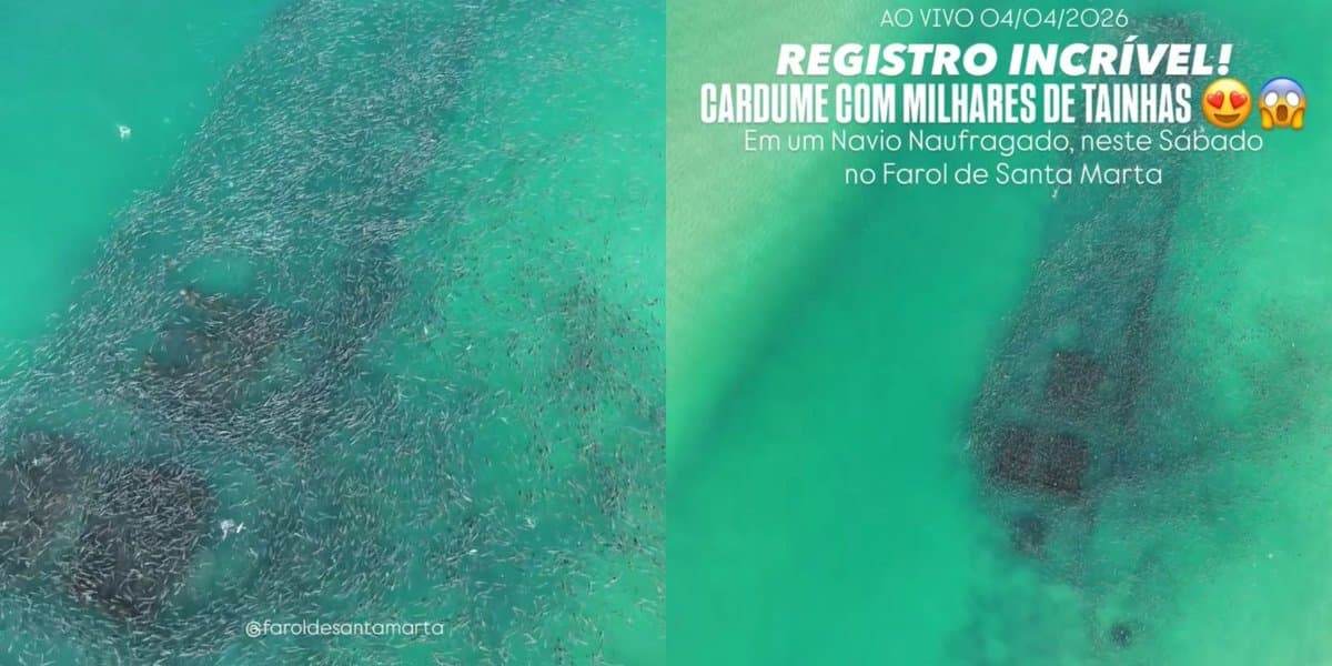 “Espetáculo da natureza”: milhares de tainhas tomam conta de navio naufragado em SC