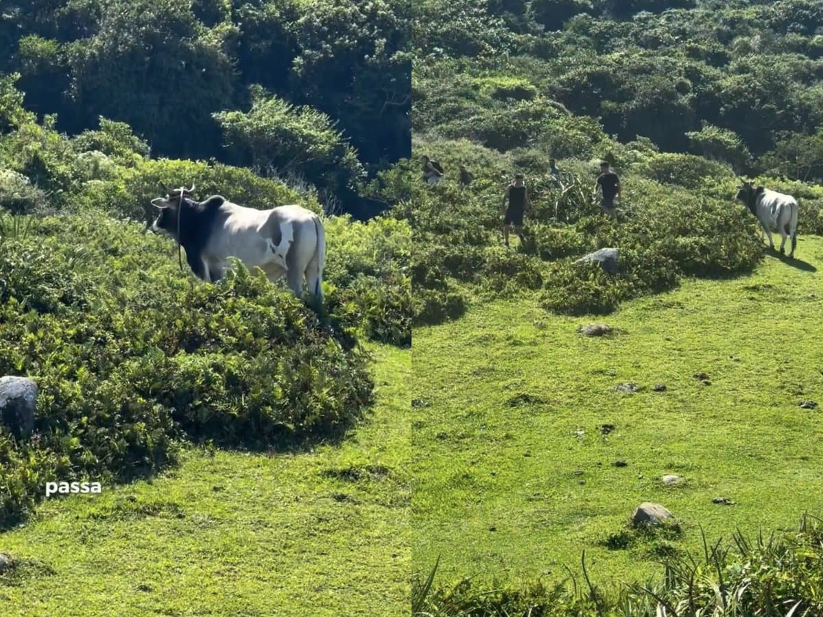 “Espaço exclusivo”: touro coloca trilheiros e turistas pra correr em praia de Florianópolis
