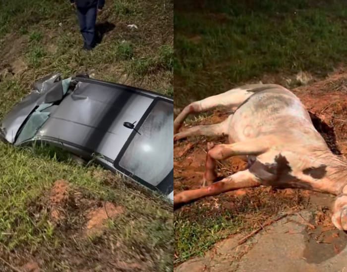 Cavalo morre e outro fica gravemente ferido após atropelamento em rodovia de SC