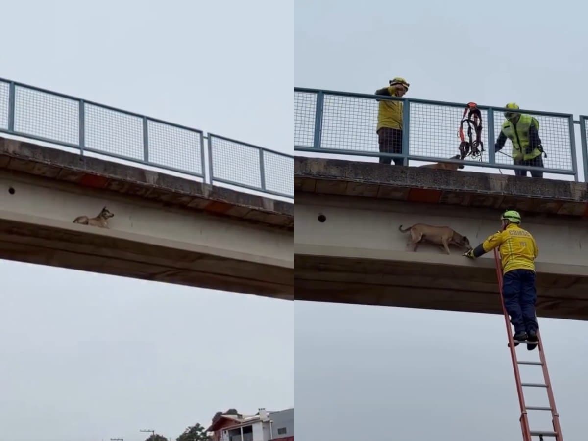 “Me ajuda aqui Bombeiro” caramelo é resgatado de viga de passarela na BR-282 em SC